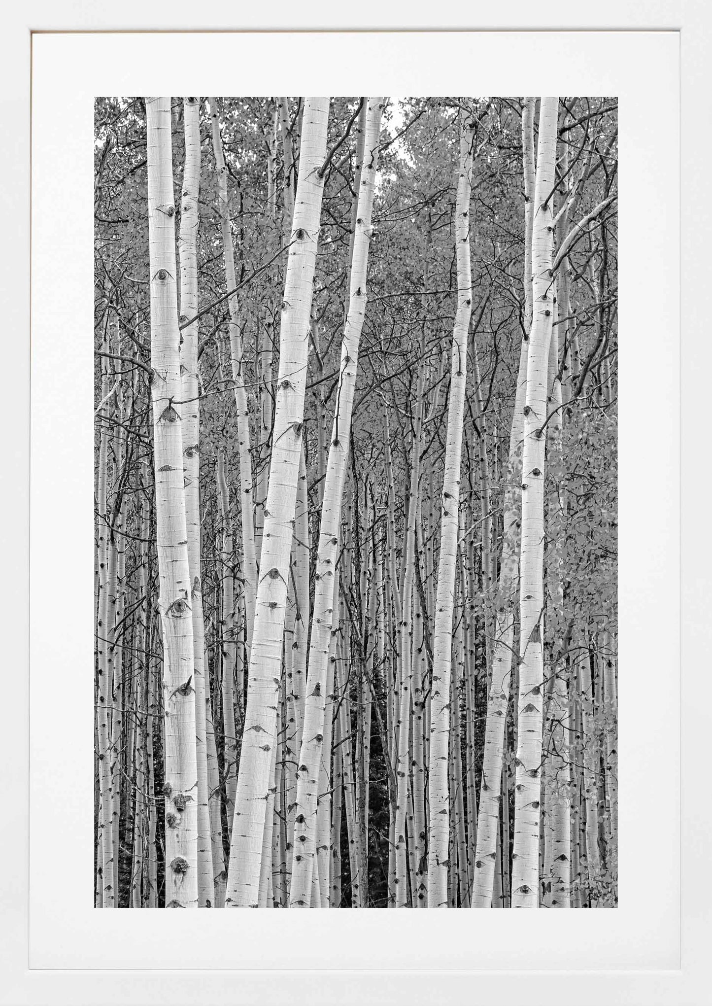 Aspen Tree Wood