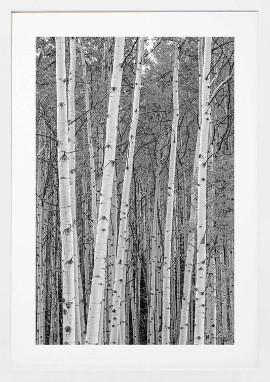 Aspen Tree Wood