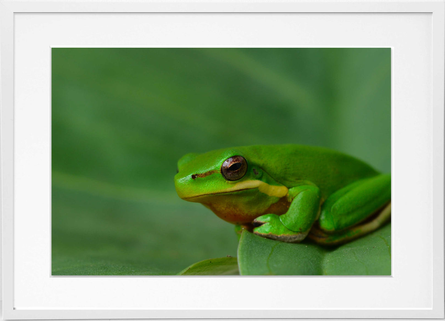 Green Frog