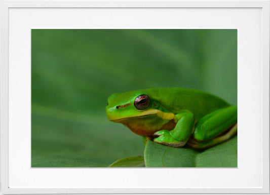 Green Frog