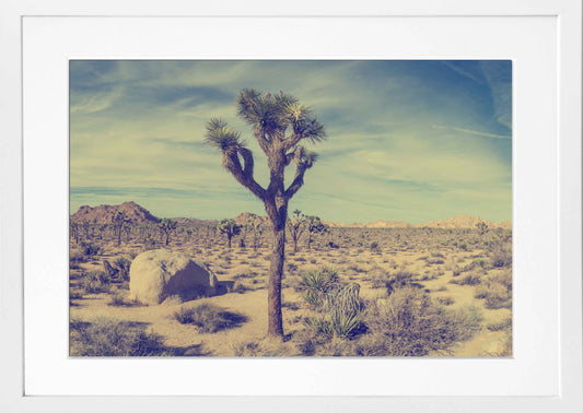 Vintage Joshua Tree National Park