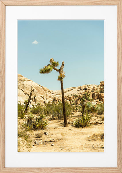 Joshua Tree