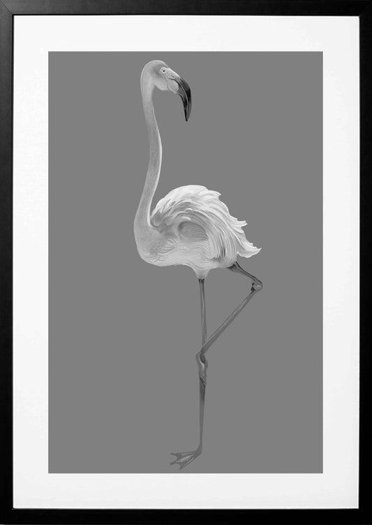 Flamboyantly Monochrome Flamingo