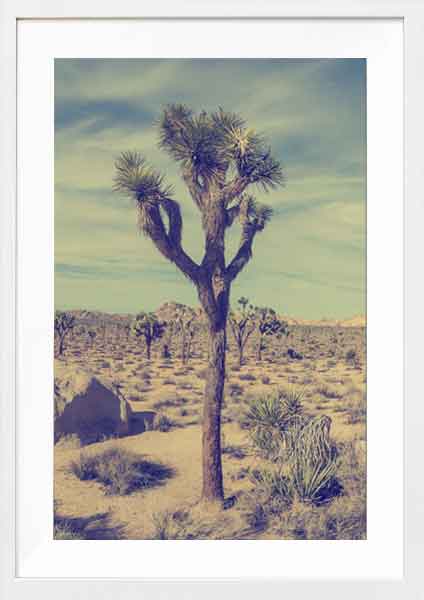 Vintage Joshua Tree