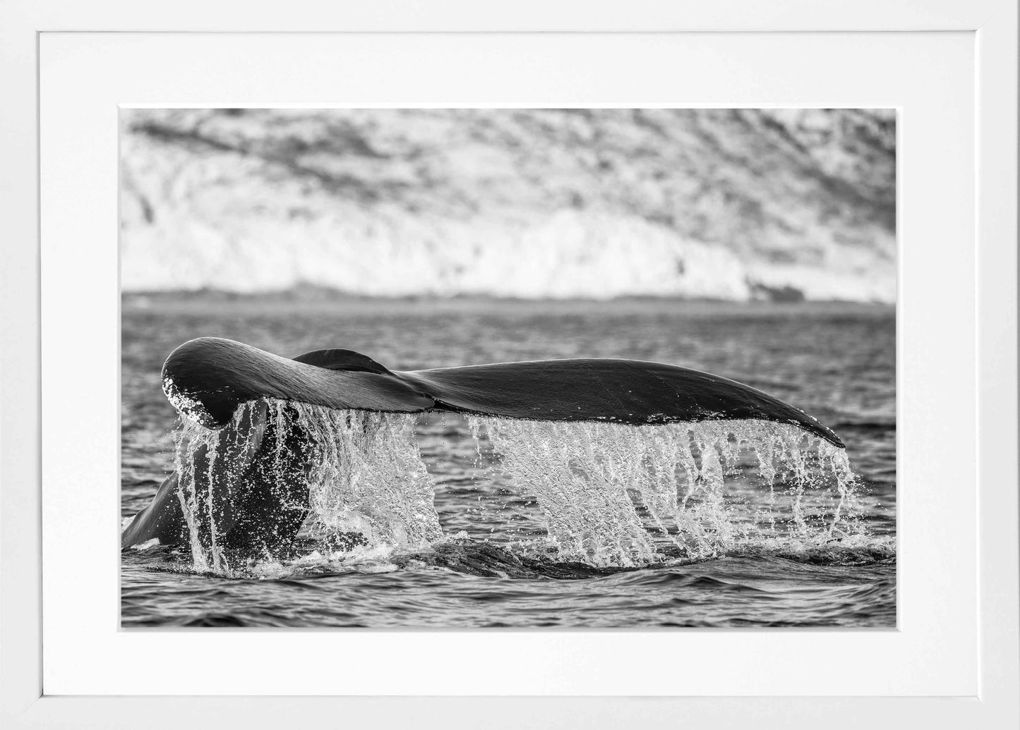 Humpback Whale Fluke