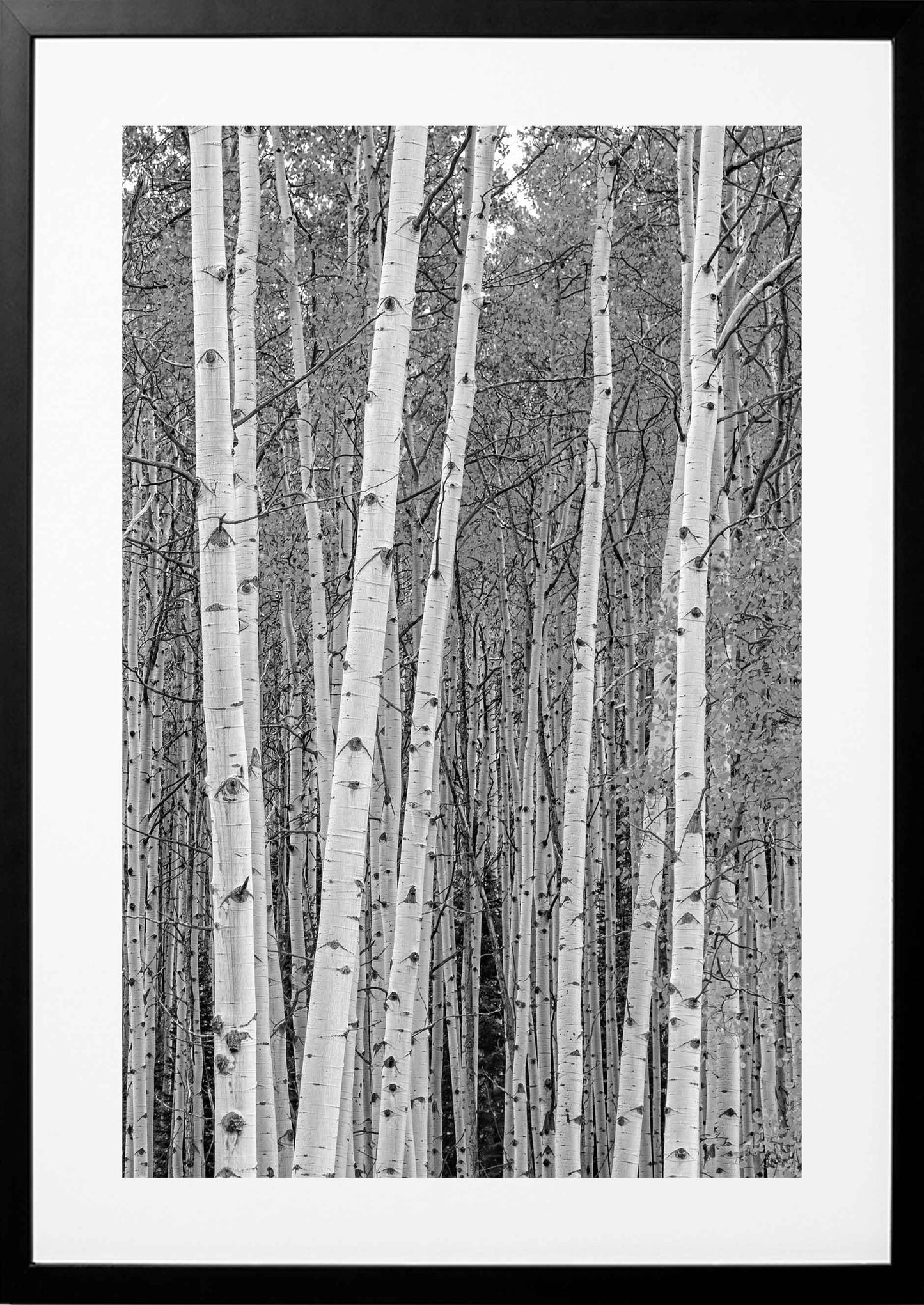 Aspen Tree Wood