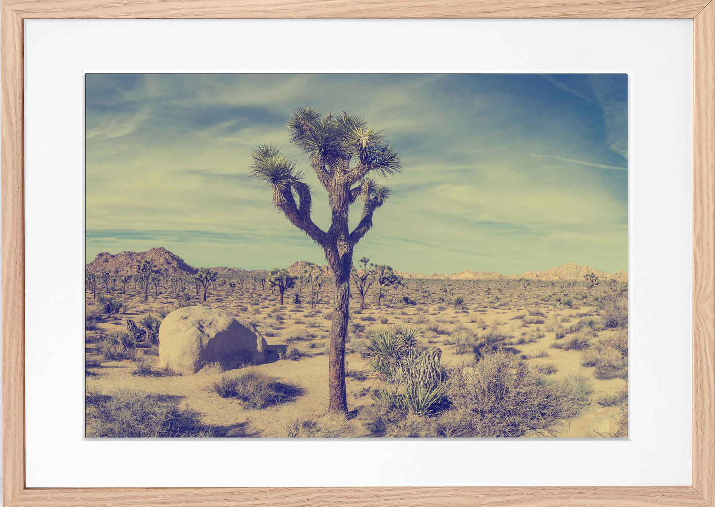 Vintage Joshua Tree National Park