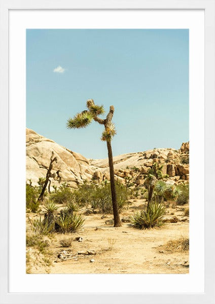 Joshua Tree