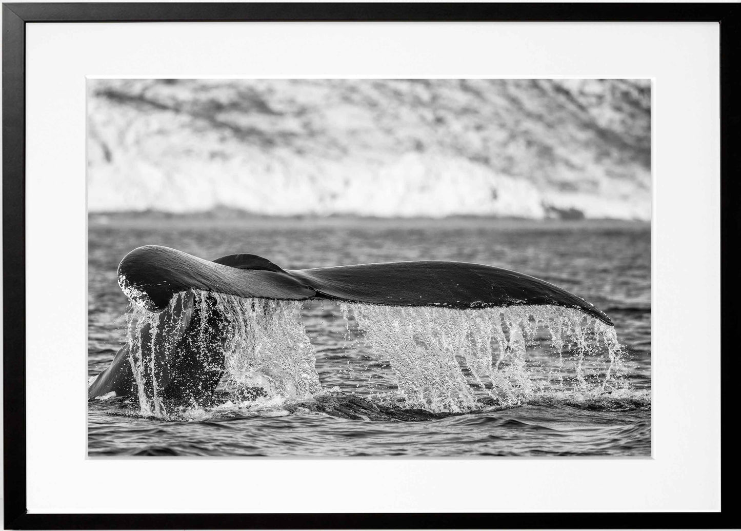 Humpback Whale Fluke